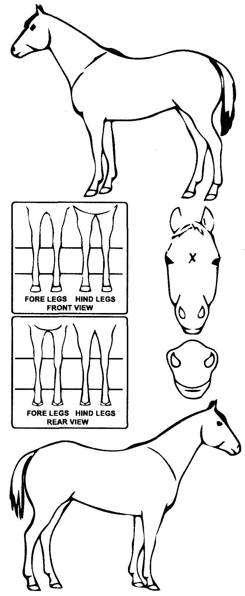 Animals Marking Image