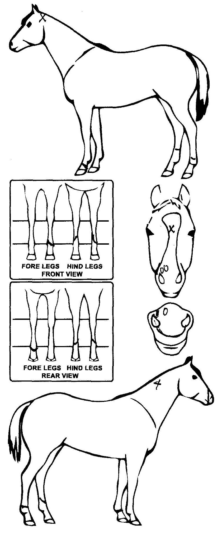 Animals Marking Image