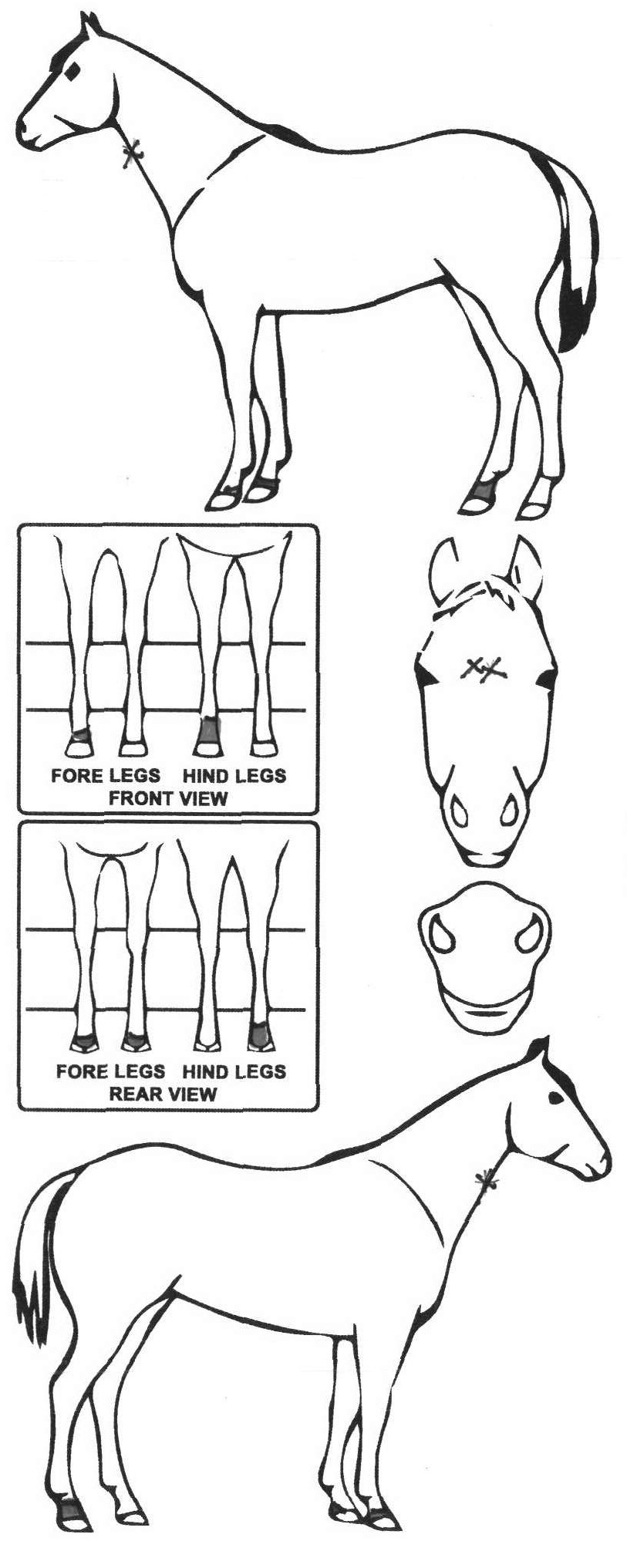 Animals Marking Image