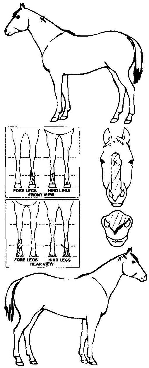 Animals Marking Image