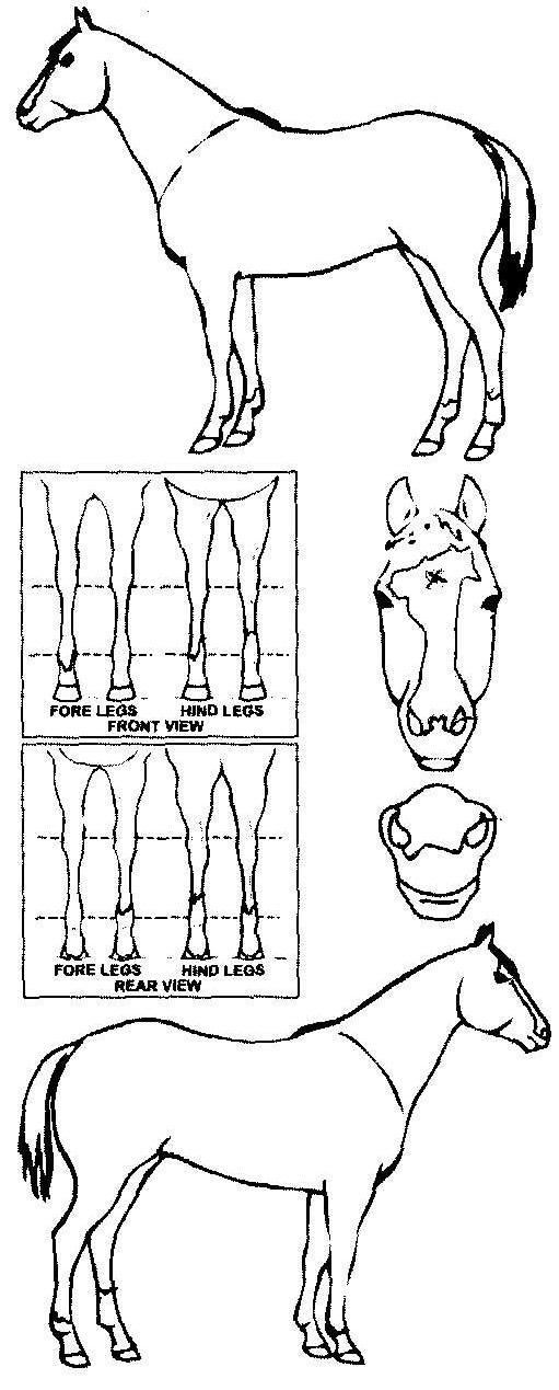 Animals Marking Image