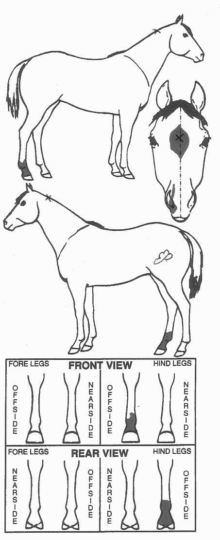iCompete - Animal Details