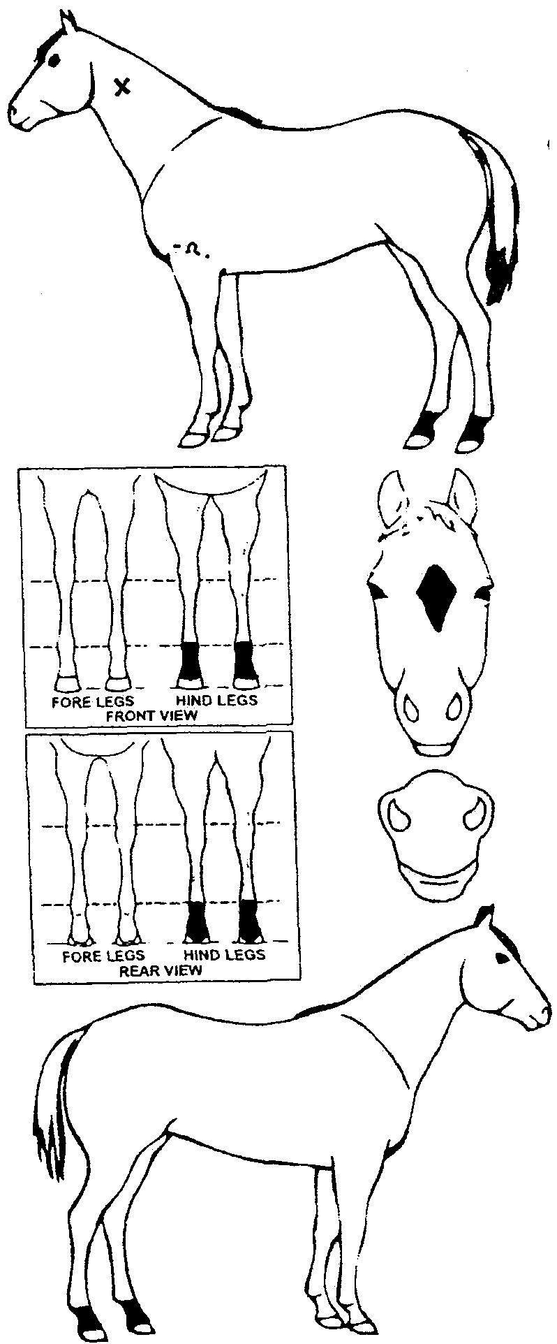 Animals Marking Image