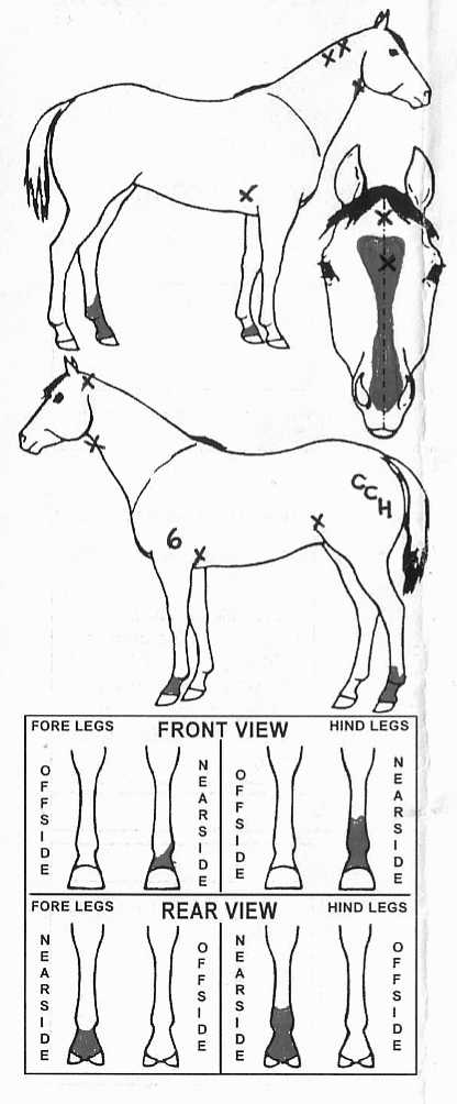 iCompete - Animal Details