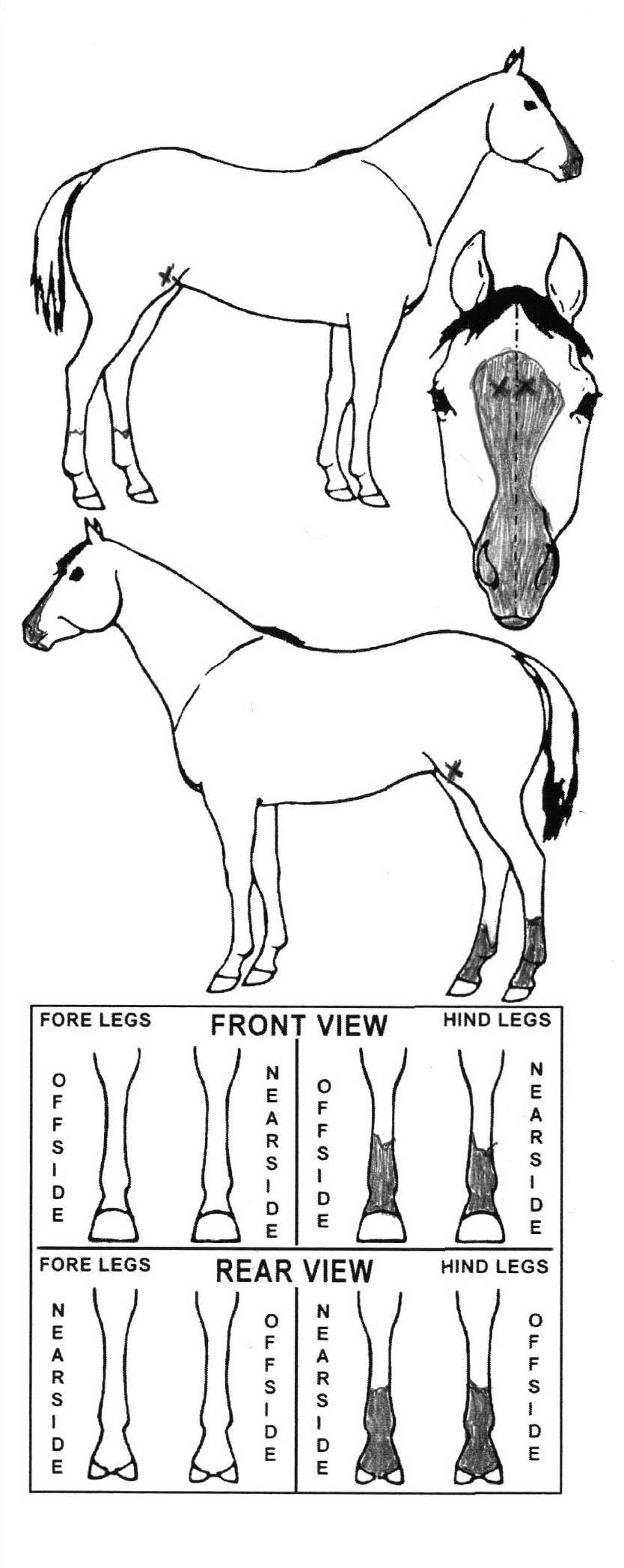 iCompete - Animal Details