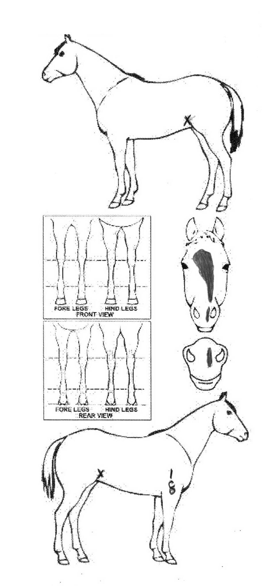 icompete-animal-details