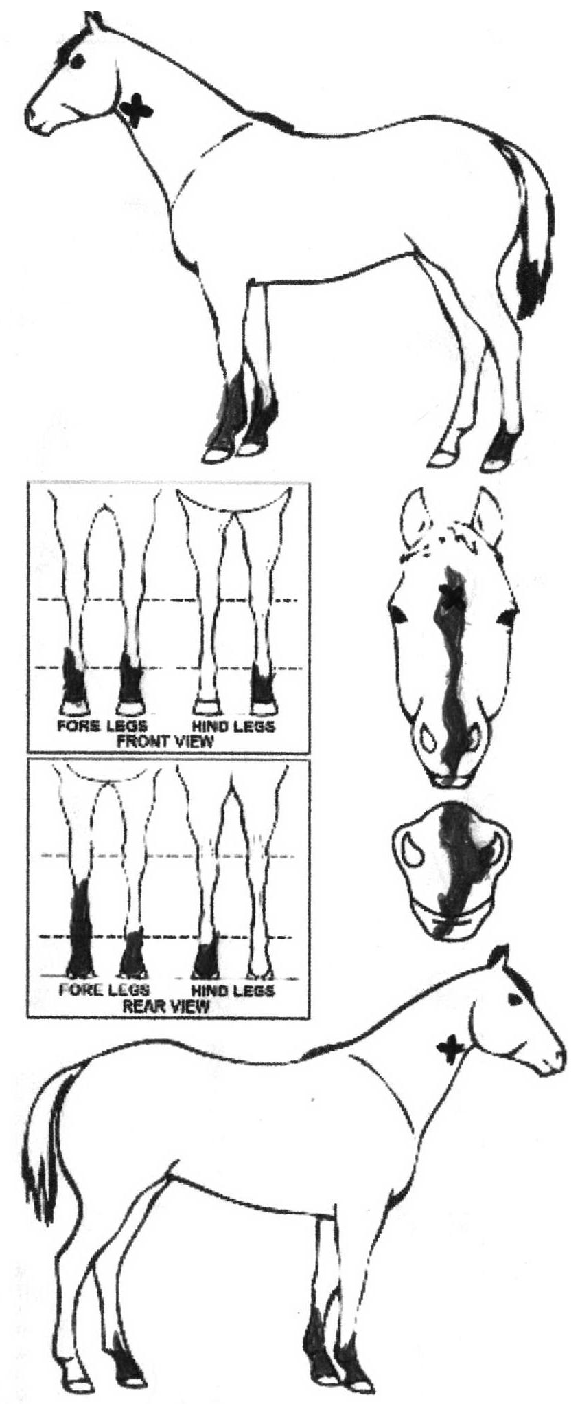 iCompete - Animal Details