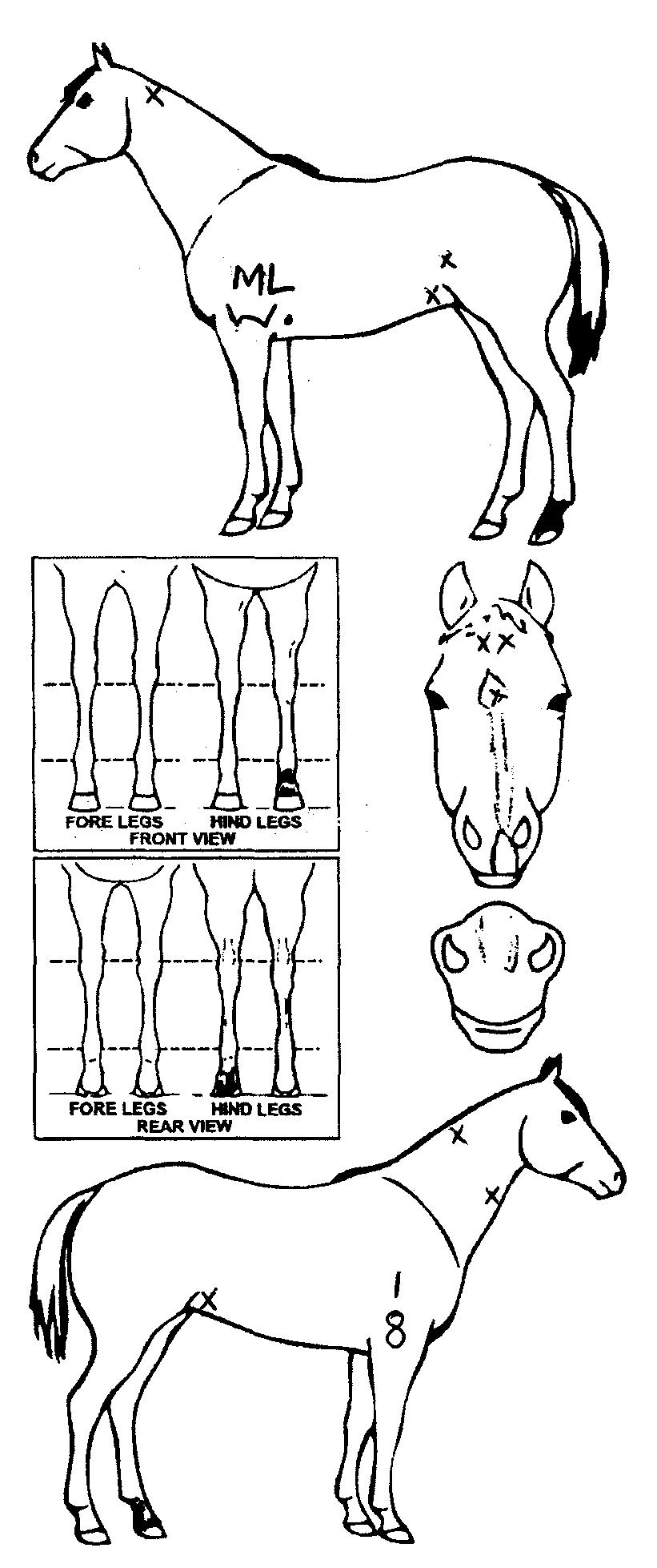 icompete-animal-details
