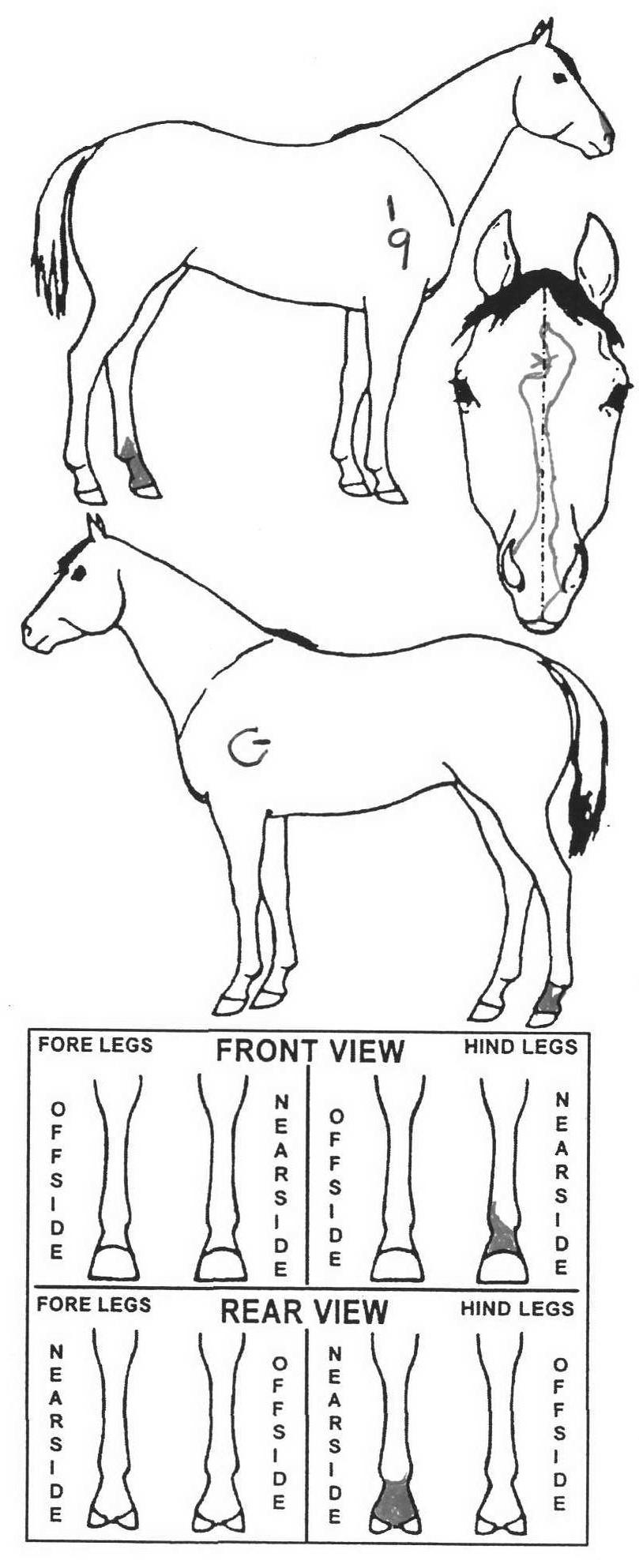 icompete-animal-details