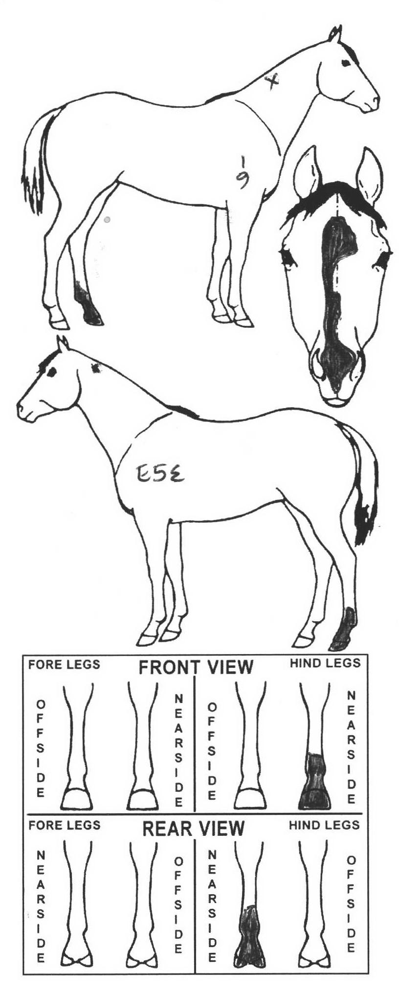 icompete-animal-details