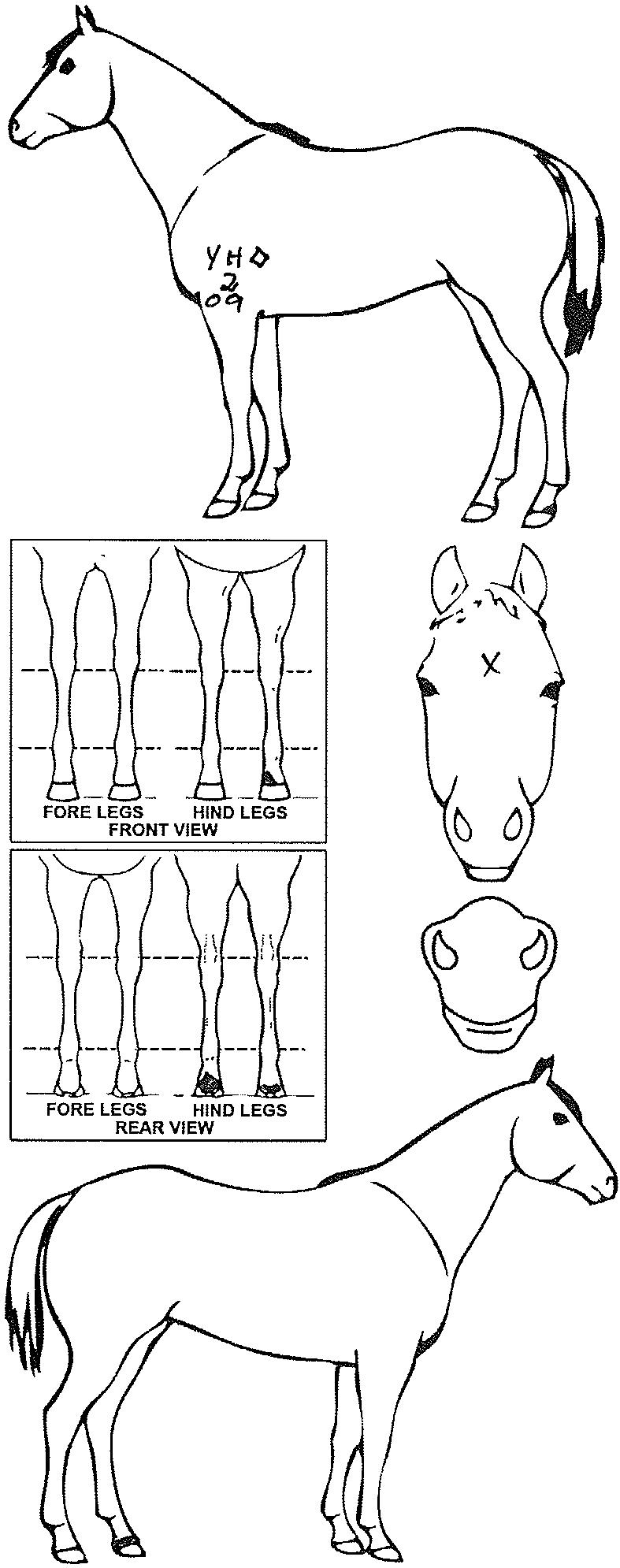 Animals Marking Image