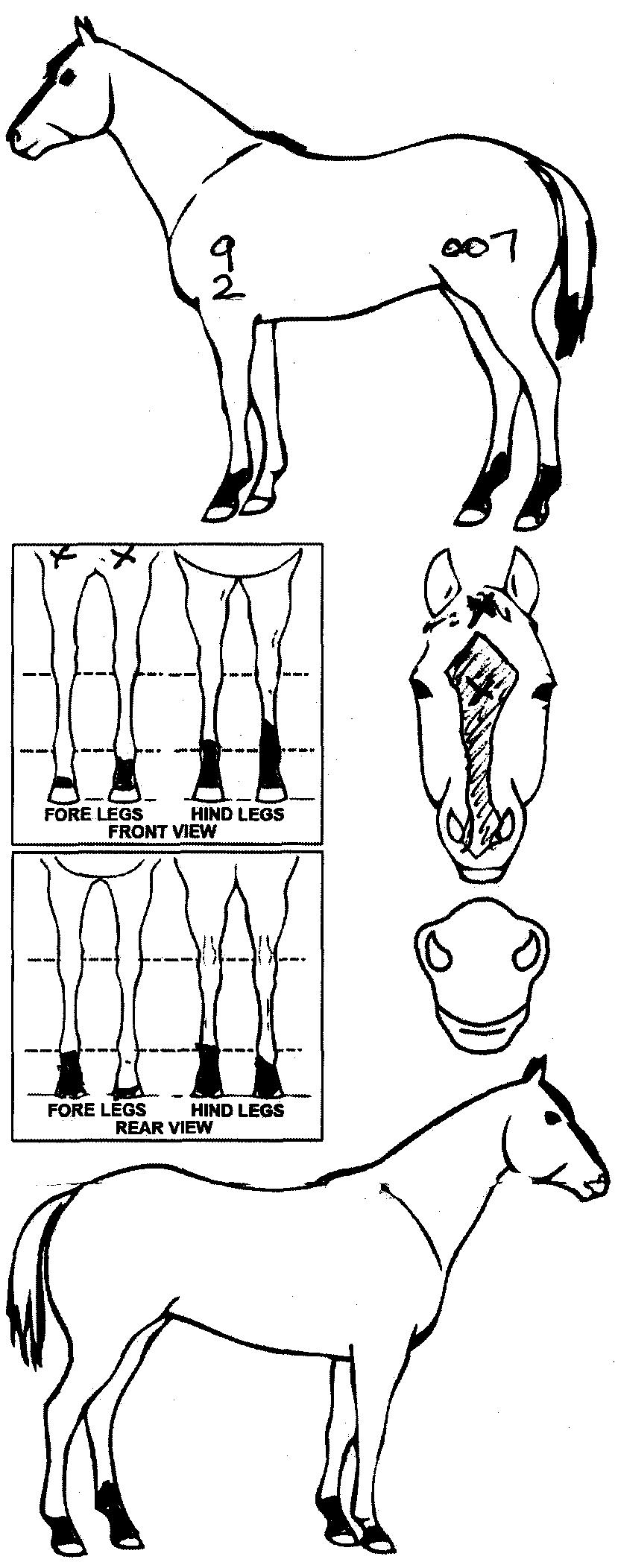 icompete-animal-details