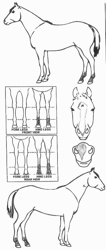 Animals Marking Image