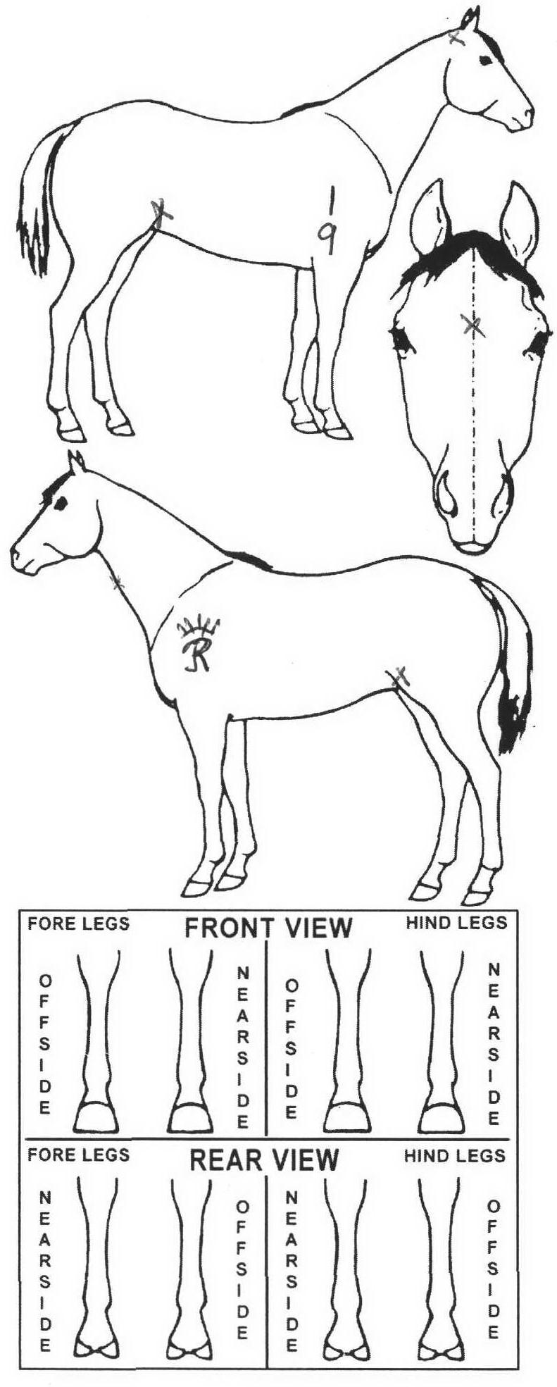 icompete-animal-details