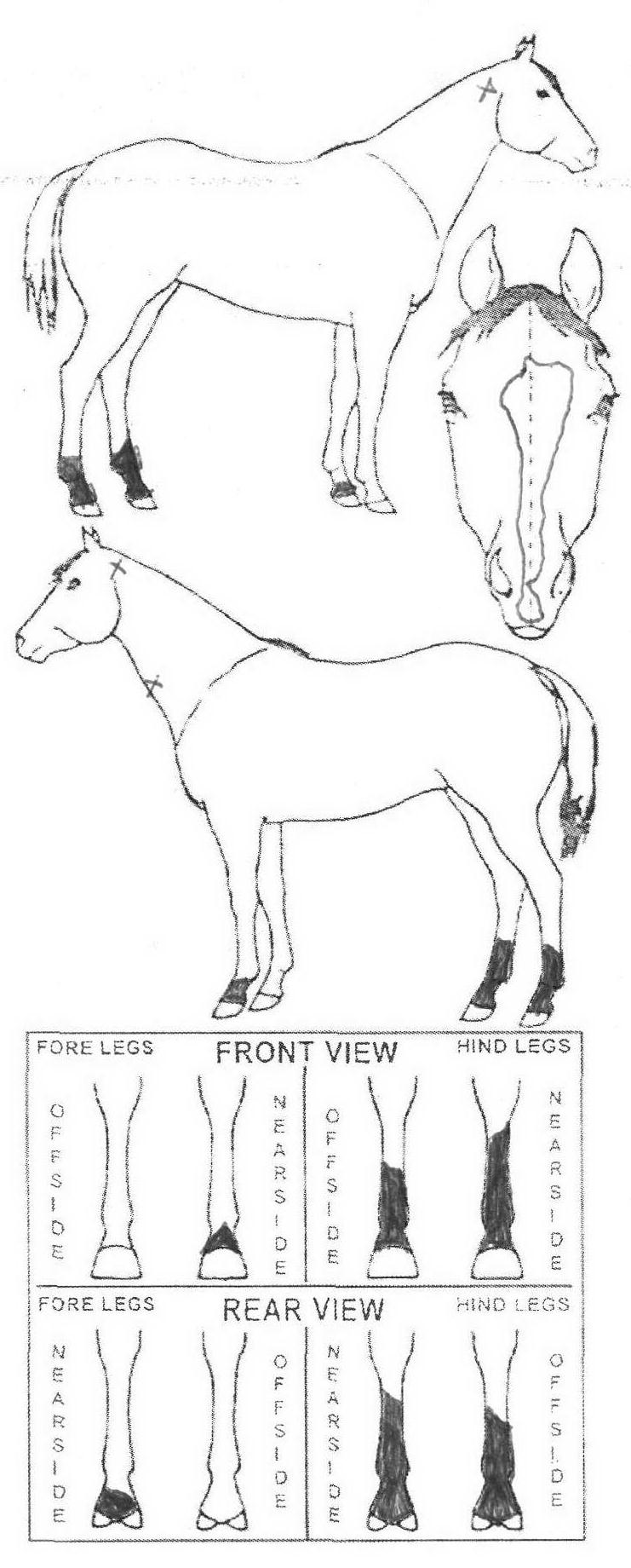 iCompete - Animal Details