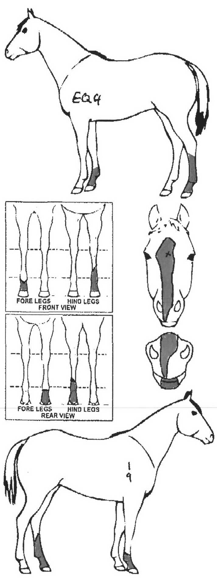icompete-animal-details