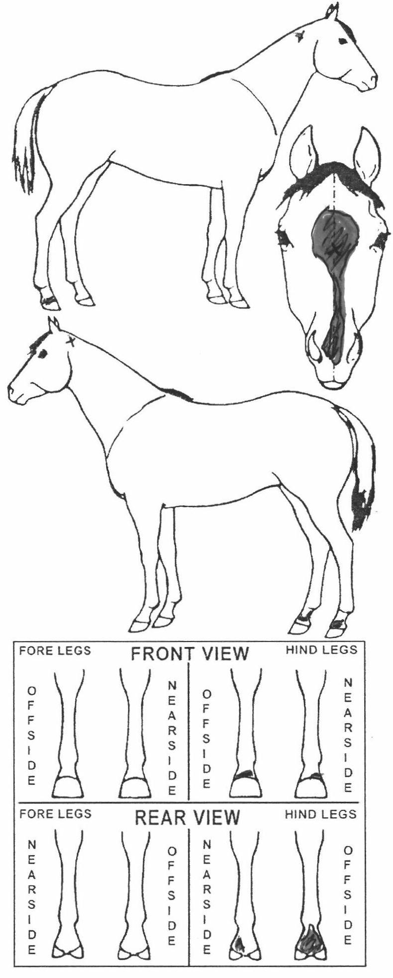 iCompete - Animal Details
