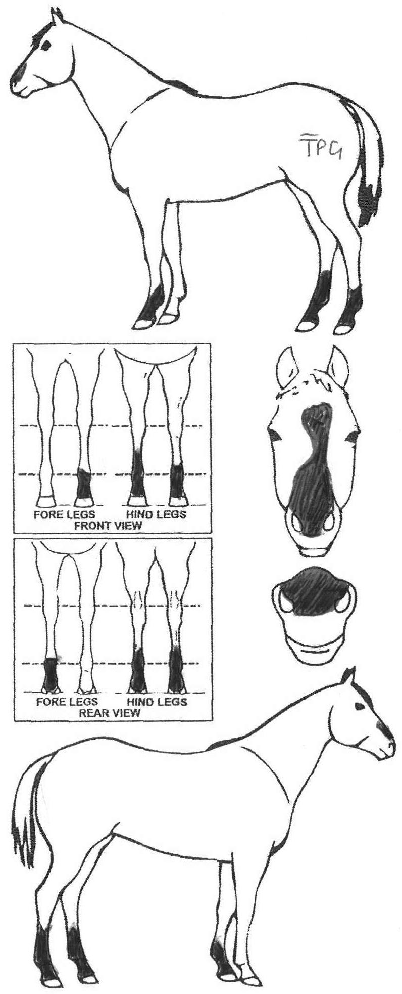 Animals Marking Image