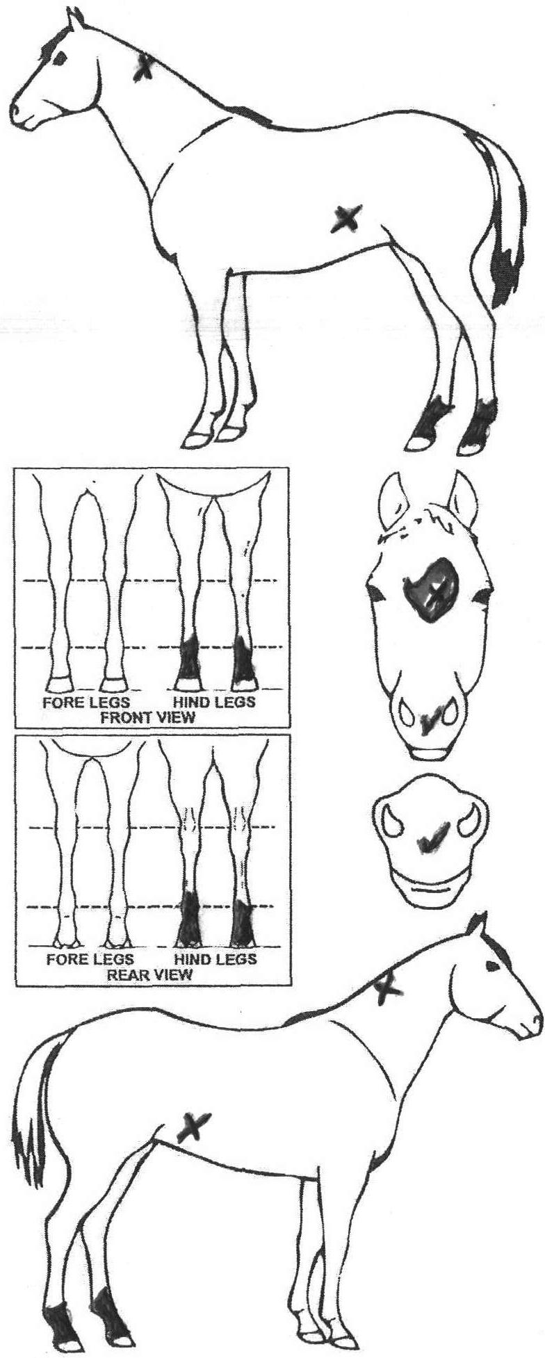 iCompete - Animal Details