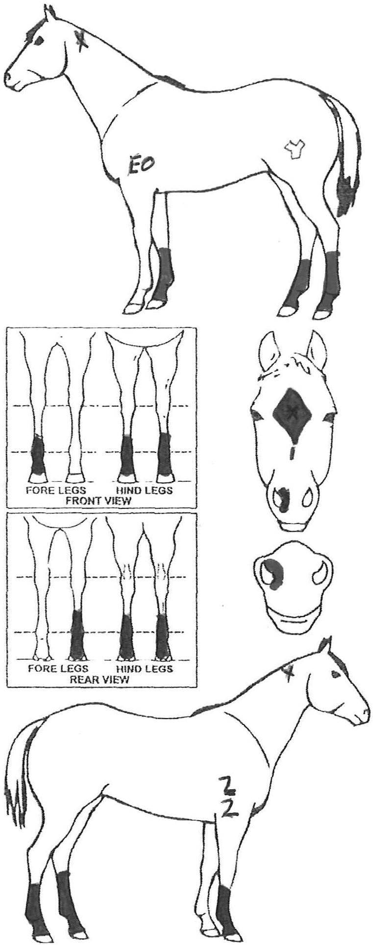 Animals Marking Image