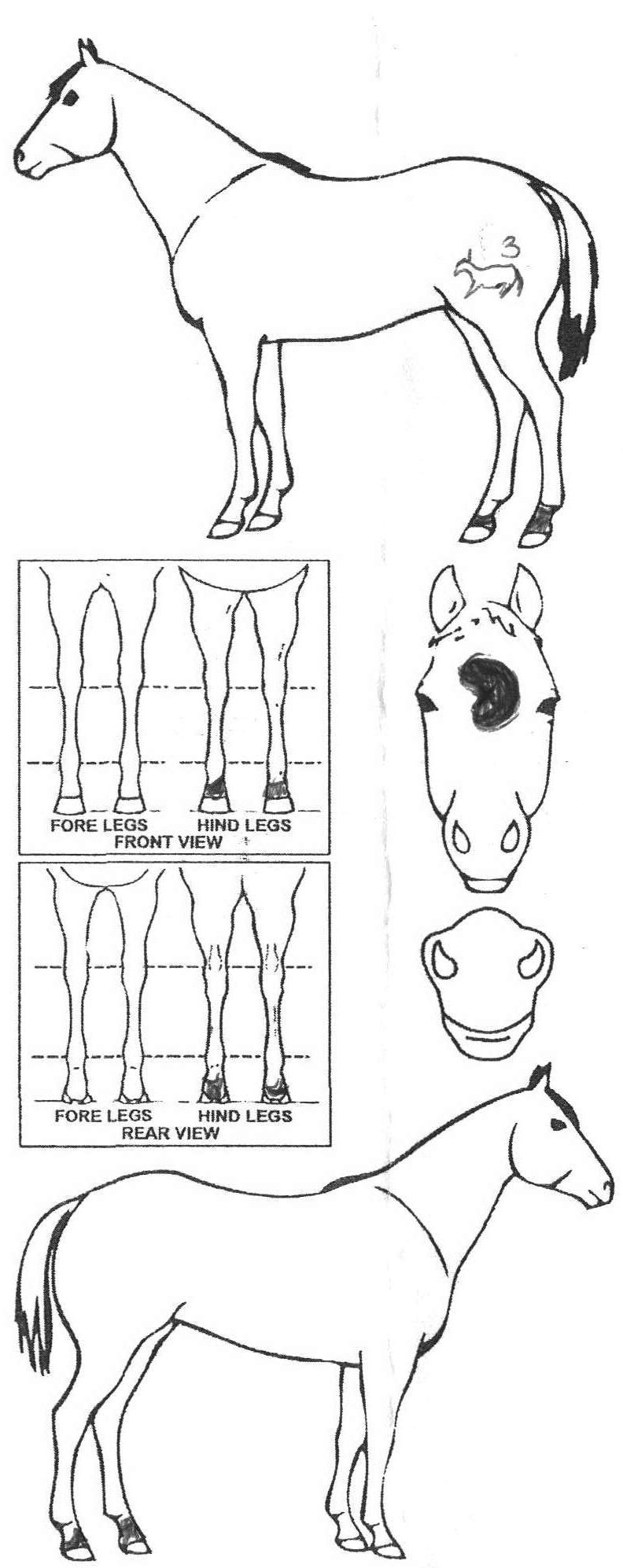 iCompete - Animal Details