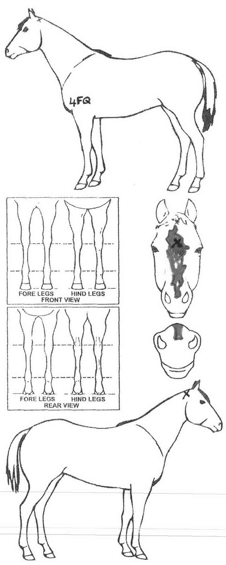 iCompete - Animal Details