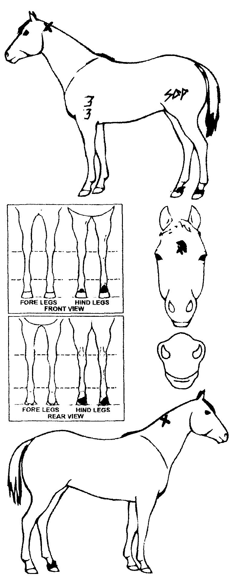 Animals Marking Image