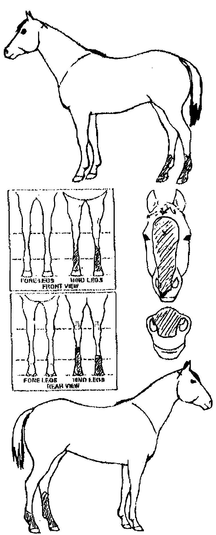 iCompete - Animal Details