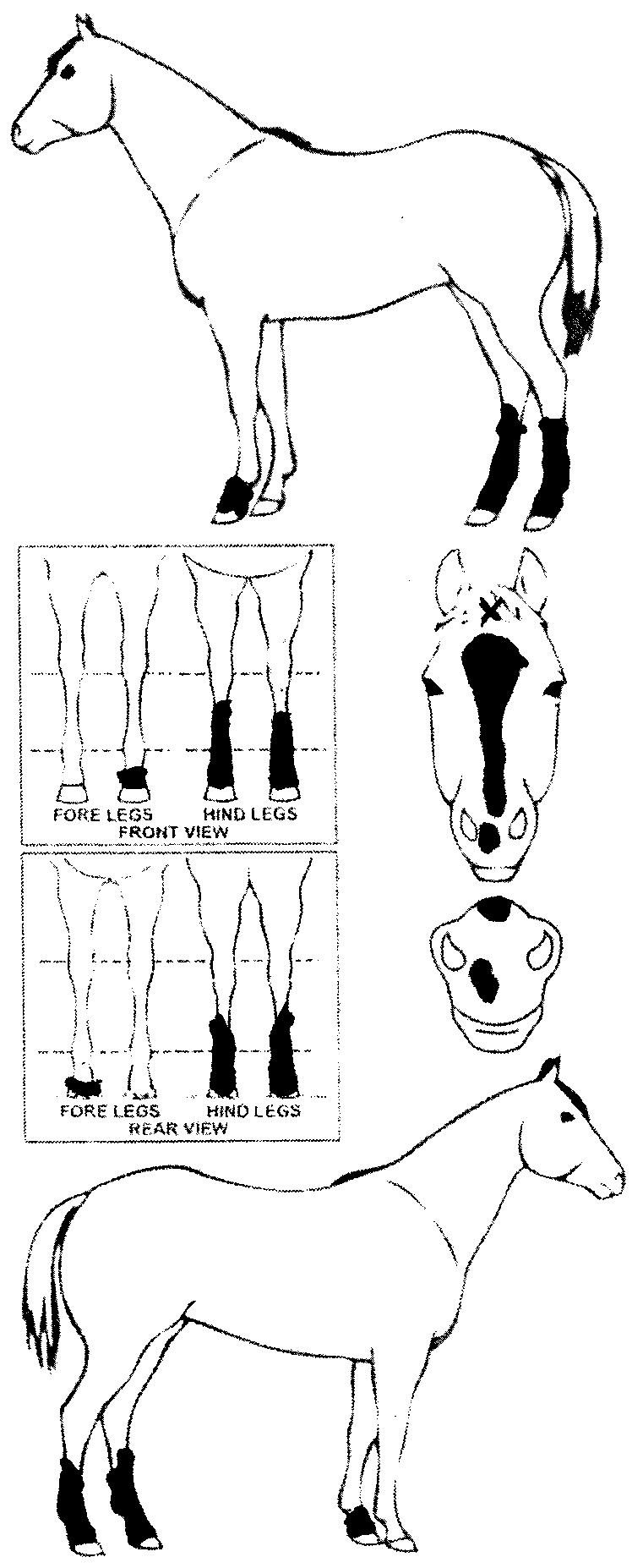 iCompete - Animal Details
