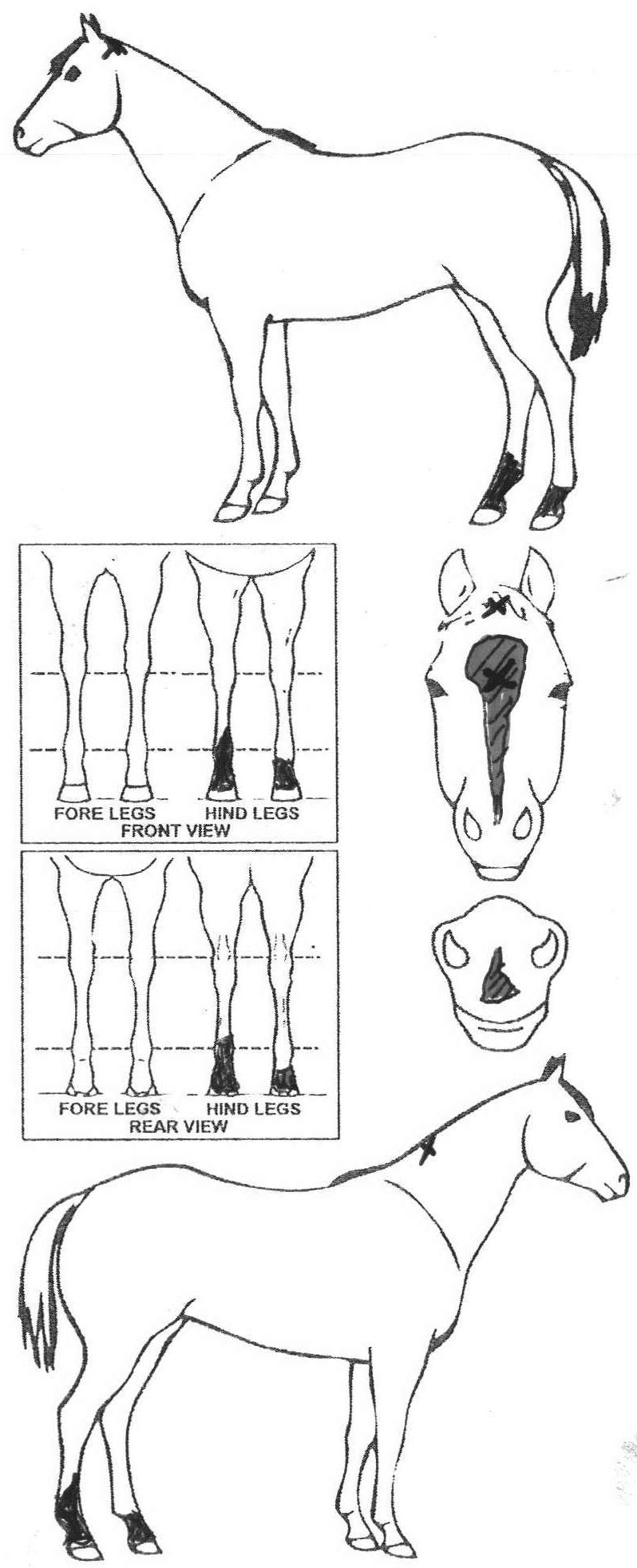 iCompete - Animal Details