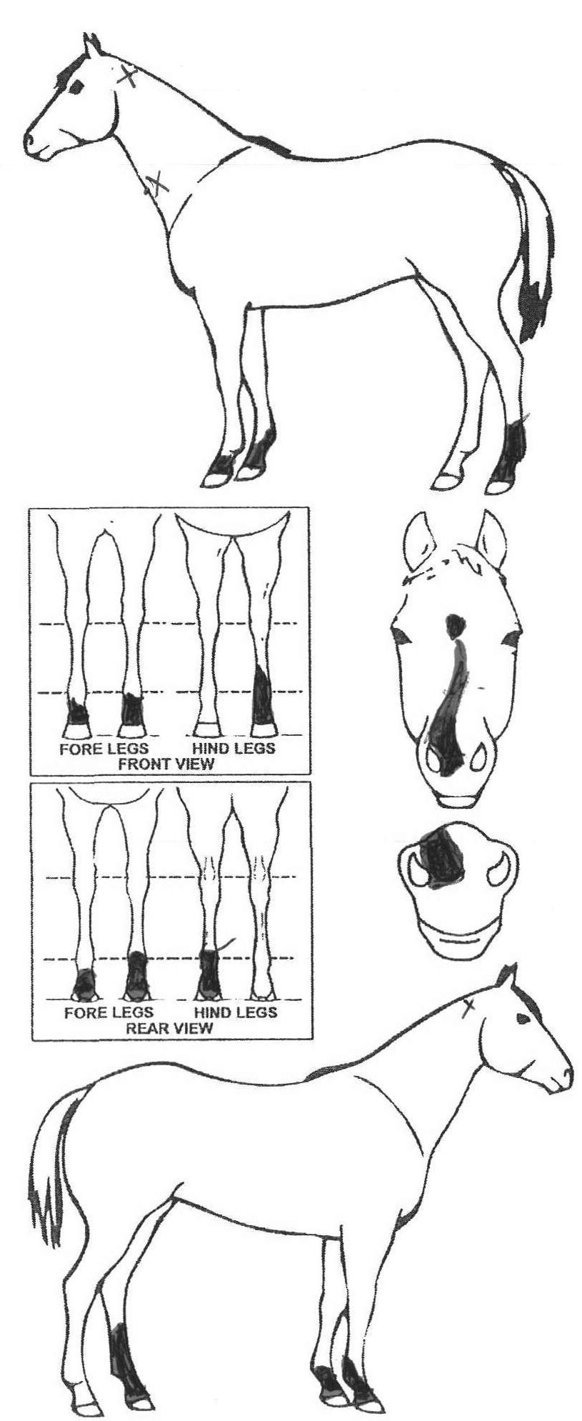 Animals Marking Image