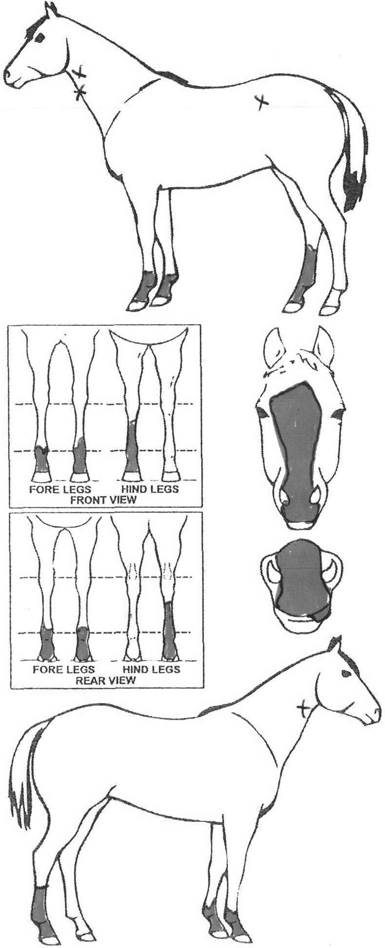 Animals Marking Image