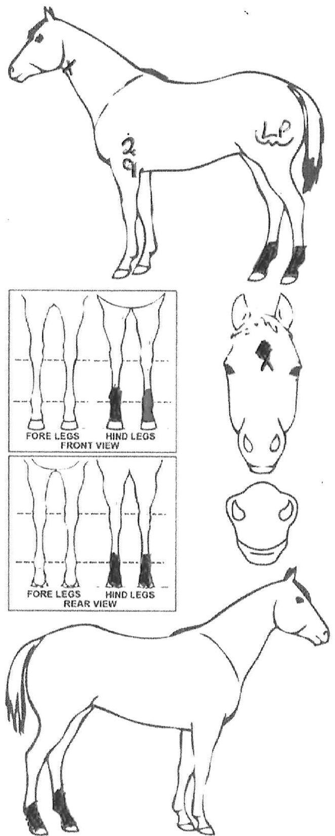 Animals Marking Image