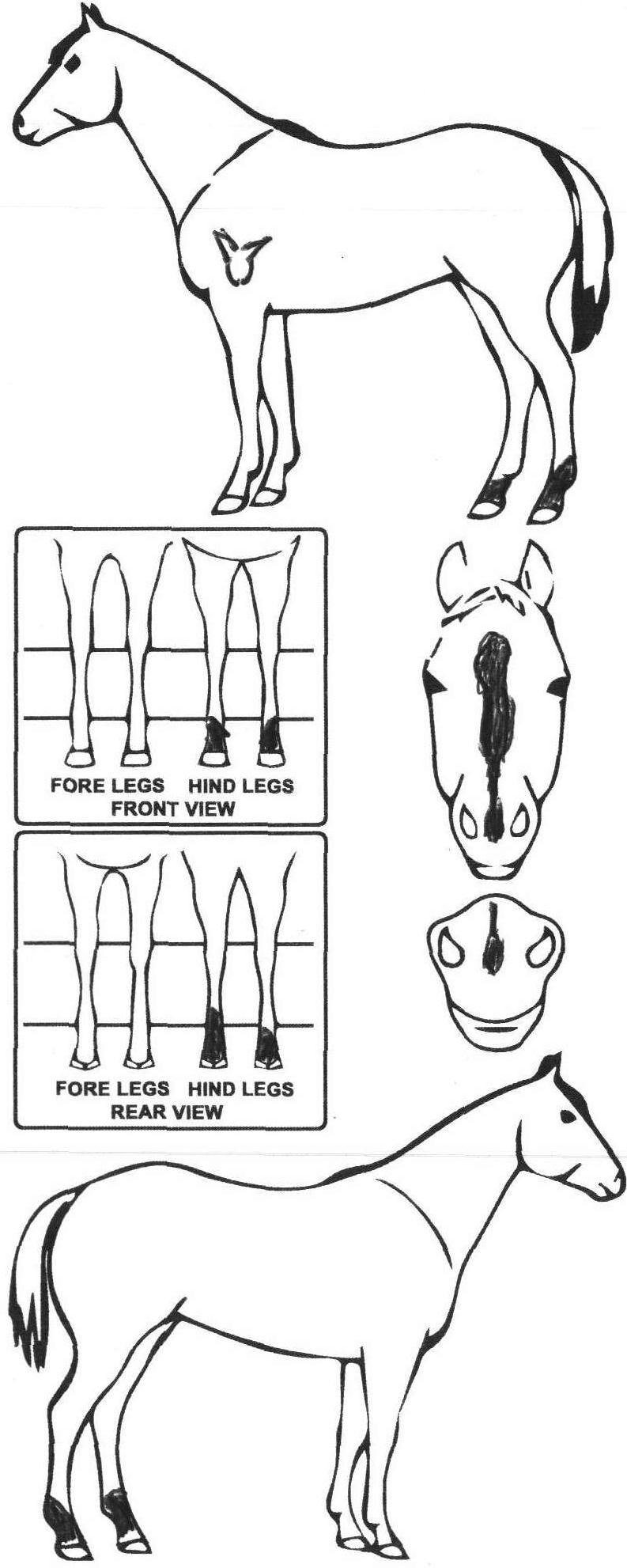 Animals Marking Image