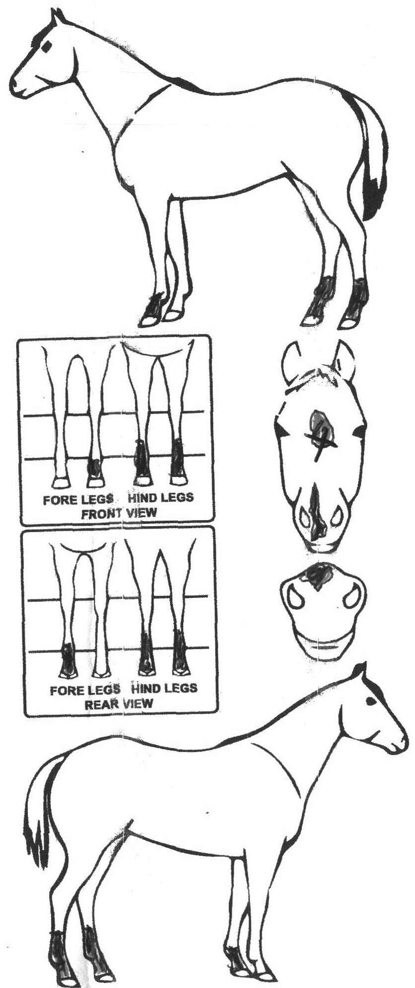 Animals Marking Image