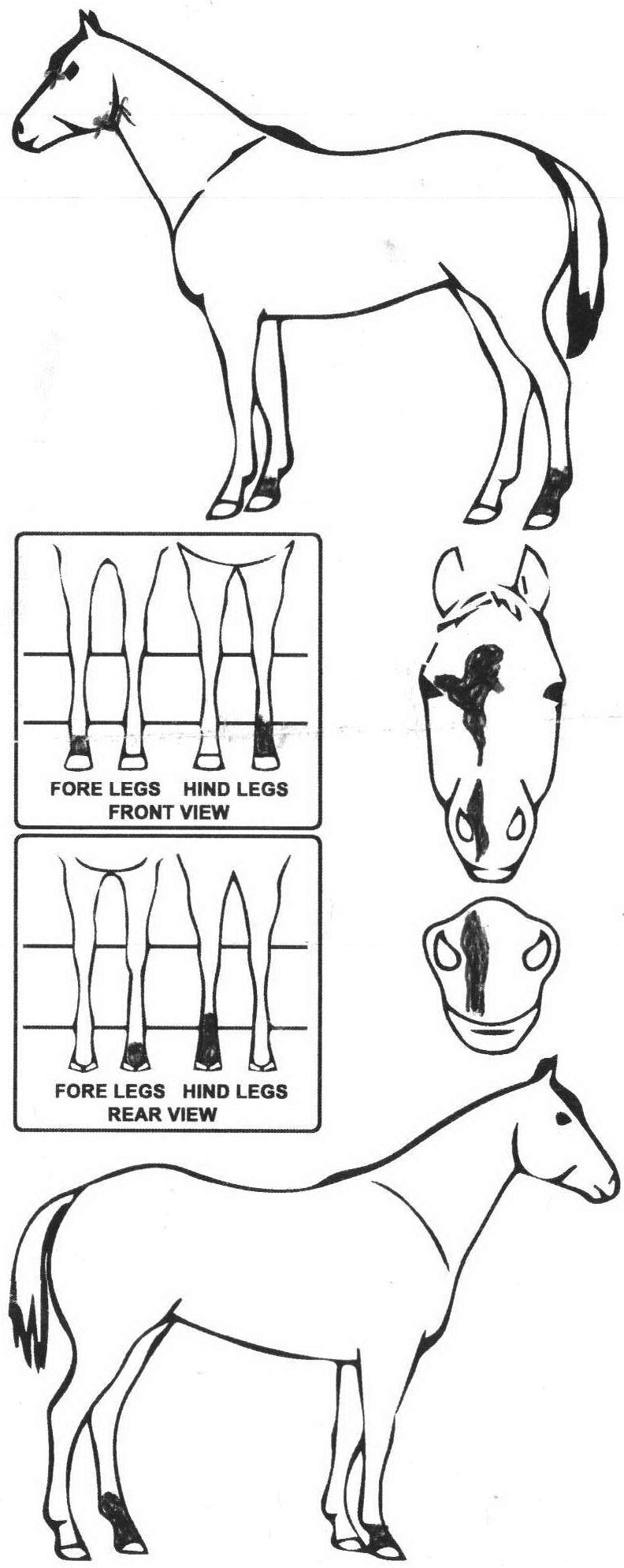 iCompete - Animal Details