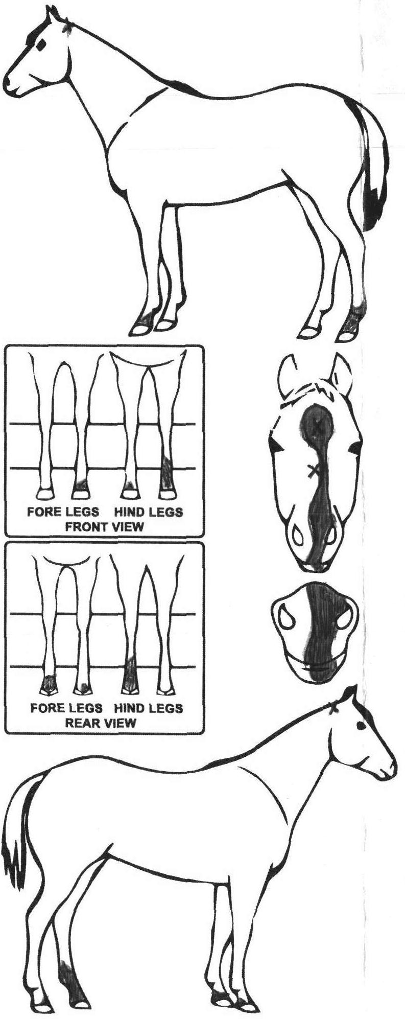 Animals Marking Image